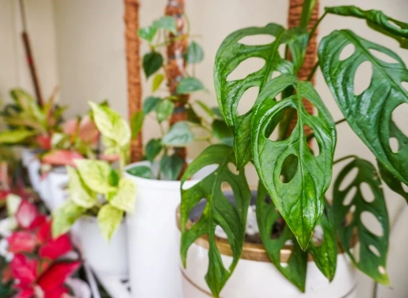 Monstera nie może samodzielnie utrzymać ciężar masywnych liści, dlatego wymaga palikowania