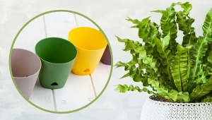 Stwórz roślinie odpowiednie warunki w wybranej przez siebie osłonce. Wiemy, jak to zrobić.