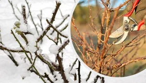 Czy przycinanie róż zimą to dobry pomysł?