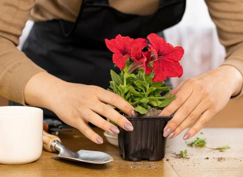 Sprawdź stan korzeni rośliny, a tą z przerośniętym systemem od razu przesadź