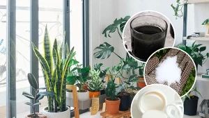 Twoje rośliny marnieją i nie kwitną? Wystarczy użyć tych produktów z apteki.