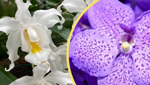 Hipnotyzują i zapierają dech. Podpowiadamy, na jakie nietypowe odmiany storczyków warto się zdecydować.