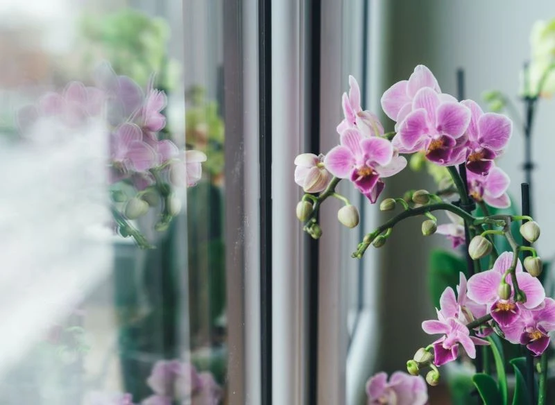 Aby storczyk zakwitł, musimy o niego odpowiednio zadbać