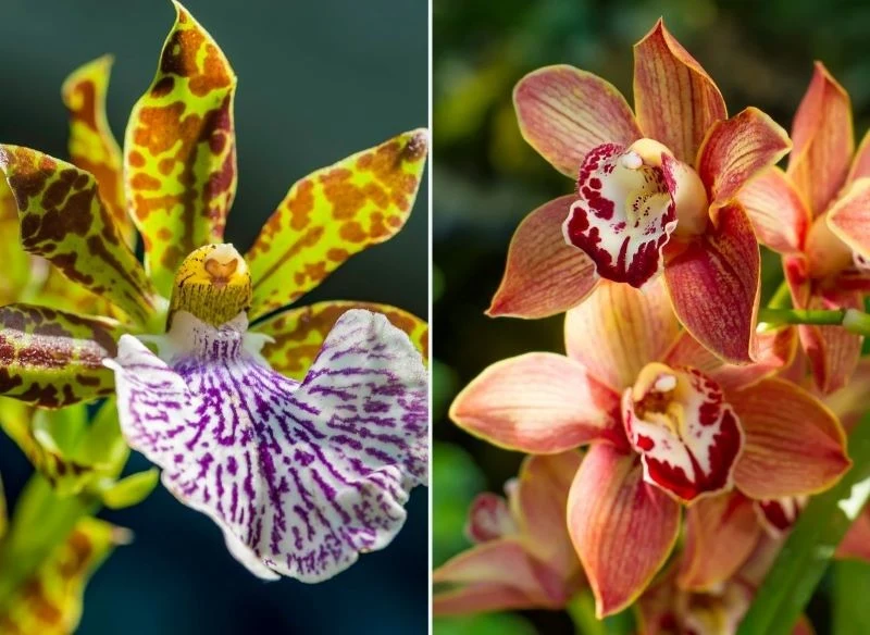 Zygopetalum i Cymbidium zachwycają pięknymi kwiatami