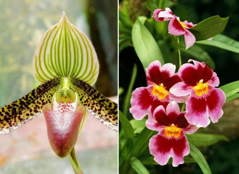 Storczyk miltonia i Paphiopedilum występują w wielu kolorach
