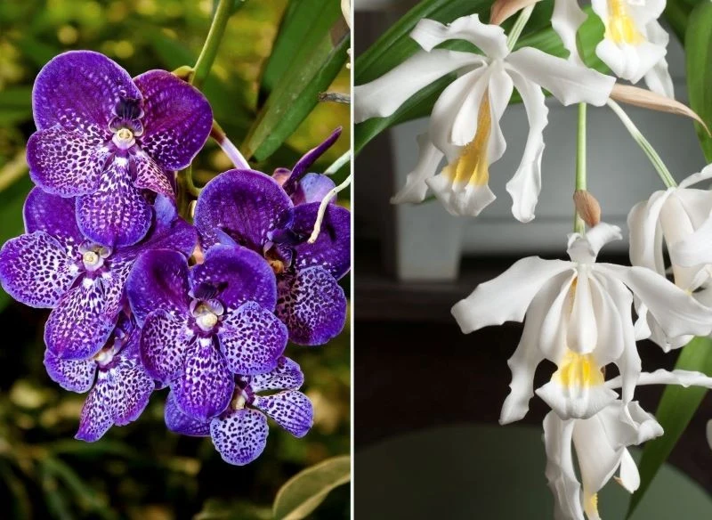 Storczyk Vanda i kapturzyk grzebieniasty mają pachnące kwiaty