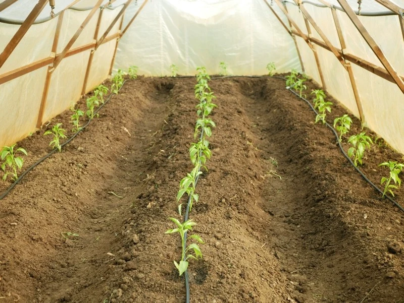 W styczniu możemy zająć się wysiewem niektórych warzyw w szklarni