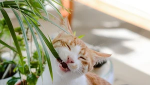 Wystarczy kawałek cytrusa, aby kot nie chciał więcej podgryzać twoich roślin.