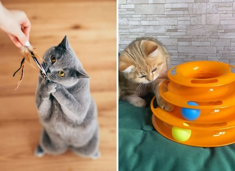 Od roślin uwagę kota odciągną dobrze dobrane zabawki