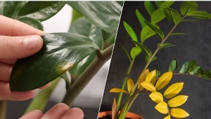 Zamiokulkas żółknie i opada? Jeszcze nie wszystko stracone!