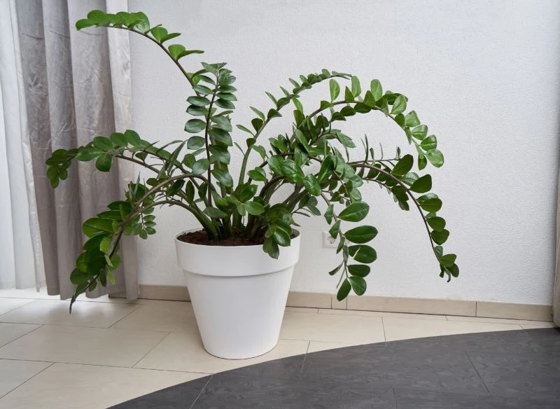 Zamiokulkas nie jest wymagający pod względem warunków uprawy