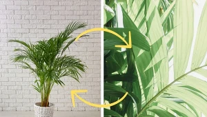 Królowa salonu i  dużych przestrzeni. Wymagania i uprawa palmy betelowej
