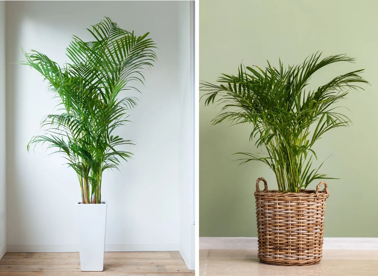 Palma betelowa najlepiej prezentuje się w dużych przestrzeniach, np