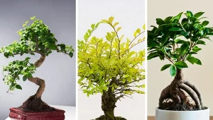 Jakie gatunki drzew najlepiej nadają się na bonsai?