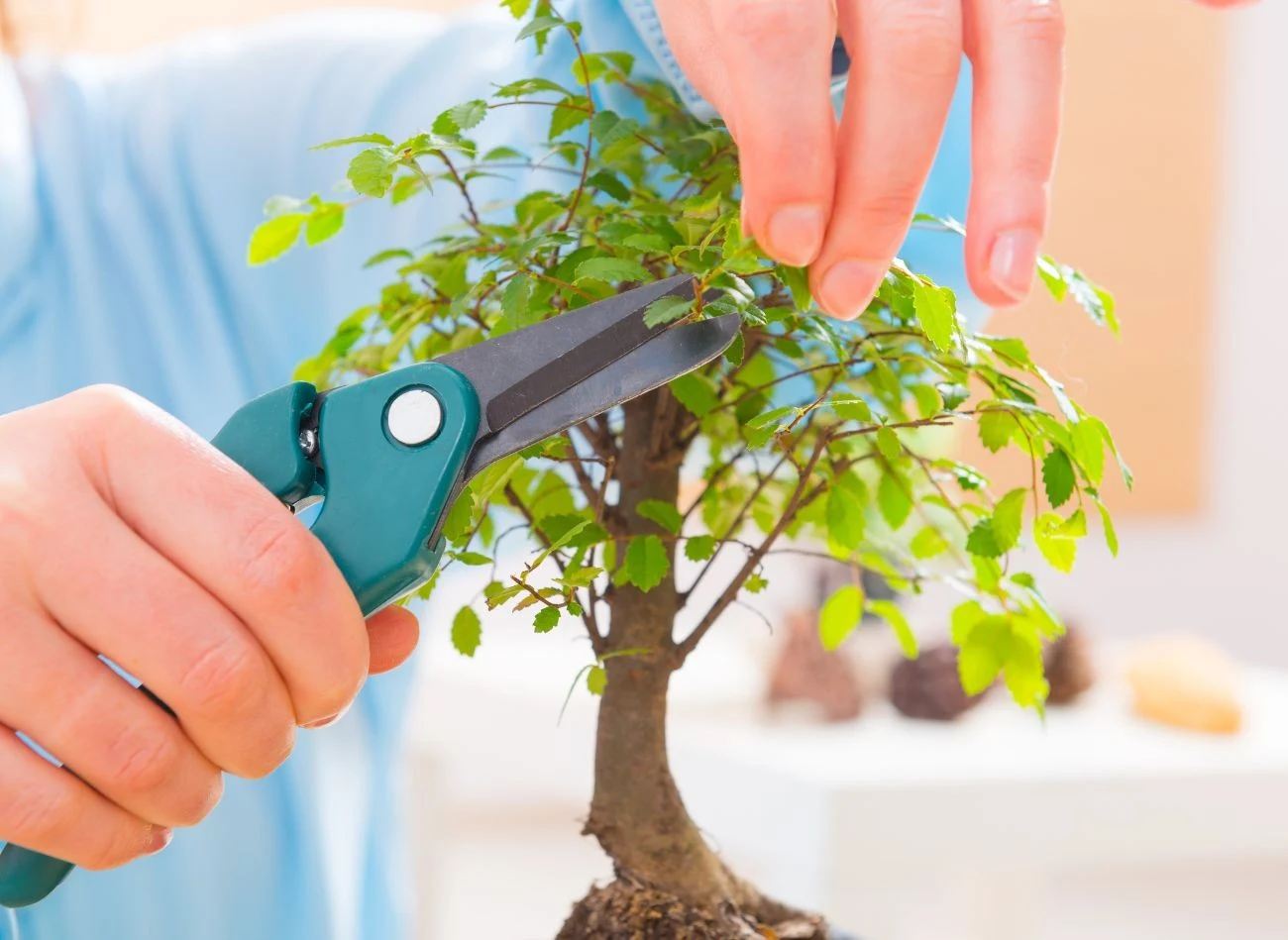 Odpowiednie prowadzenie drzewka bonsai to klucz do sukcesu jego uprawy