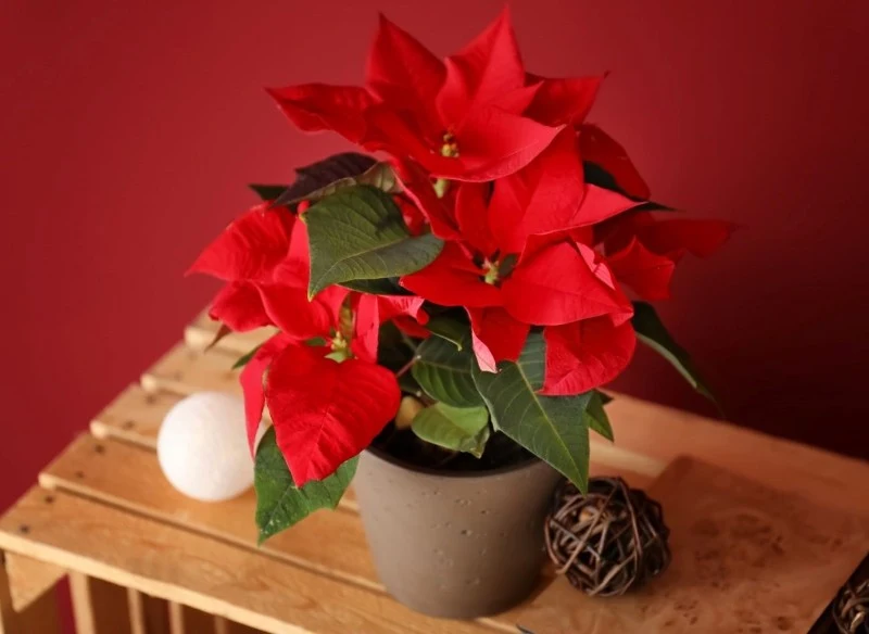 Po świętach gwiazda betlejemska powinna przejść w okres spoczynku