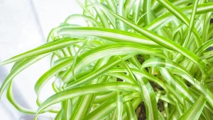 W okresie wiktoriańskim zielistkę Sternberga uprawiało wielu arystokratów.