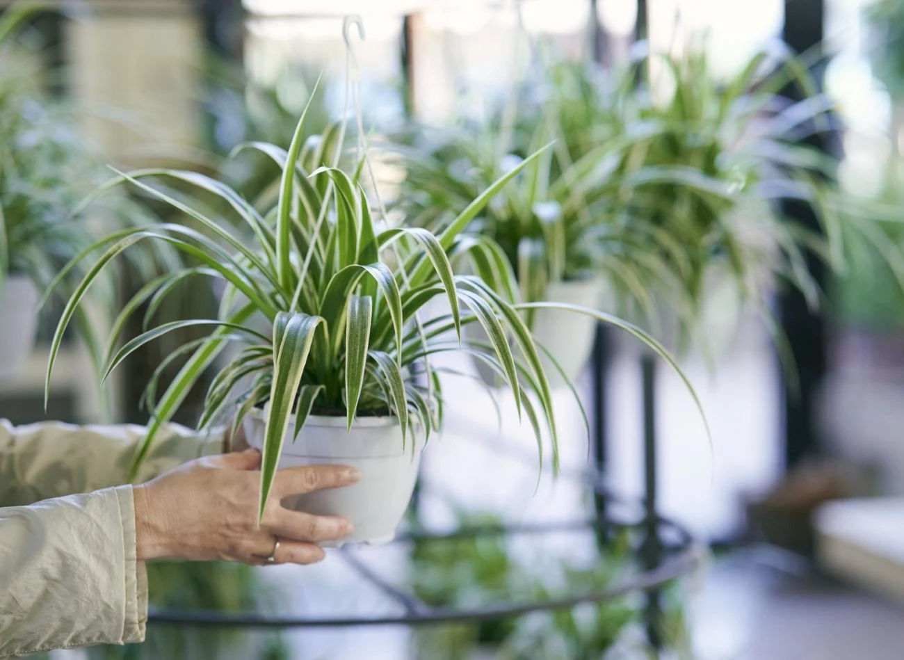 Zielistka Sternberga nie jest wymagającą rośliną, ale do prawidłowego rozwoju potrzebuje m