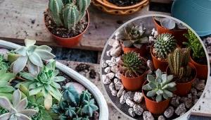 Kaktusy nie są wymagającymi  roślinami, ale odpowiednia ziemia to połowa sukcesu w ich uprawie.