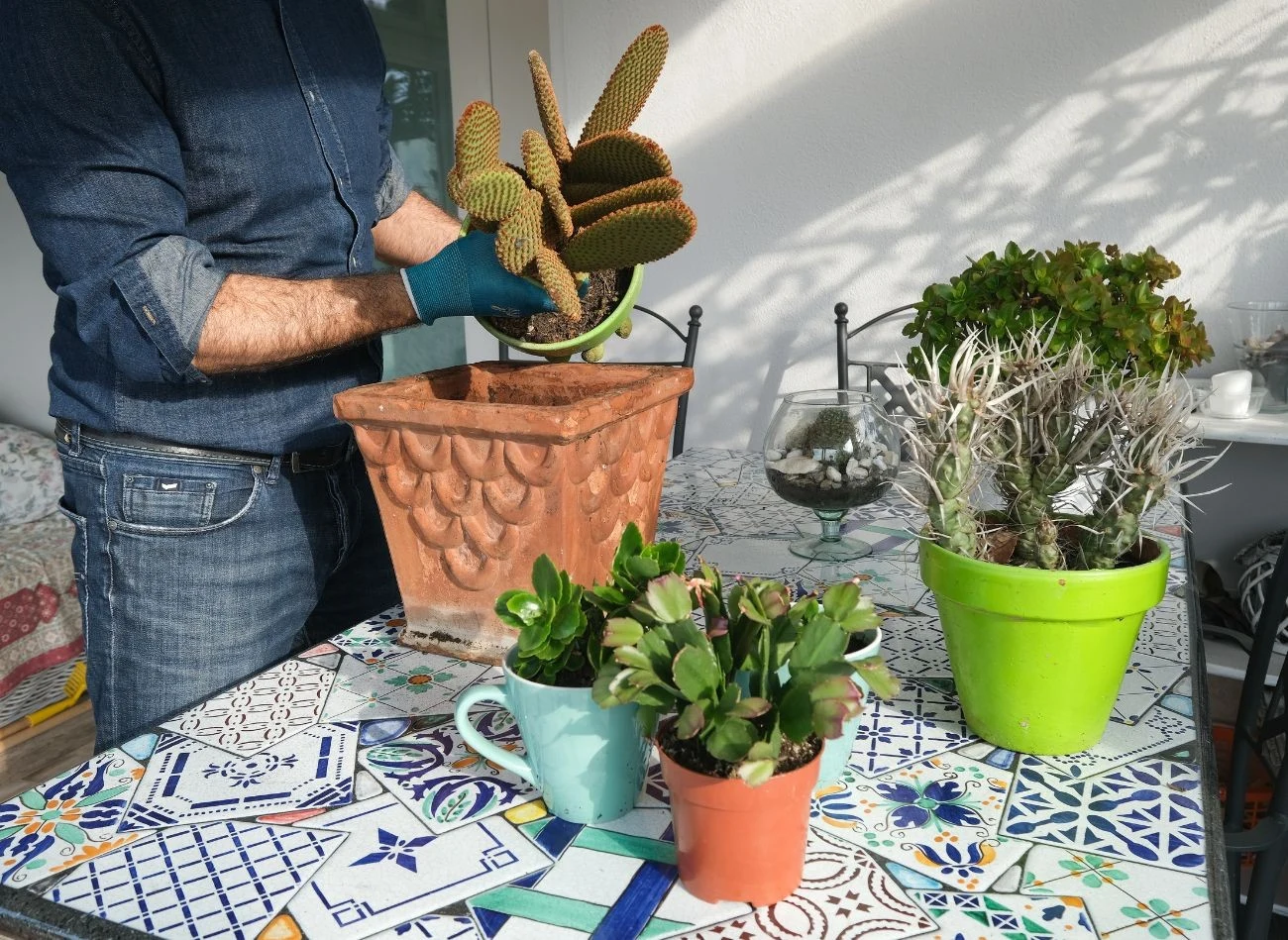 Kluczowe w uprawie kaktusów jest podłoże