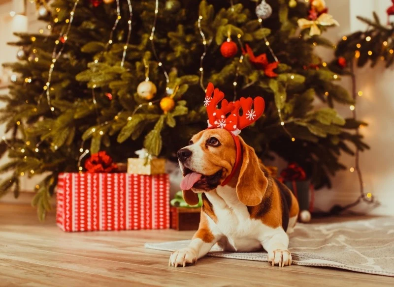 Huki fajerwerków i petard mogą wywołać u zwierząt stres, niepokój, a nawet panikę