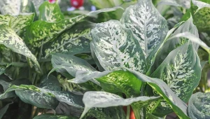 Liście difenbachii są duże, sercowate i mają długość około 25 centymetrów