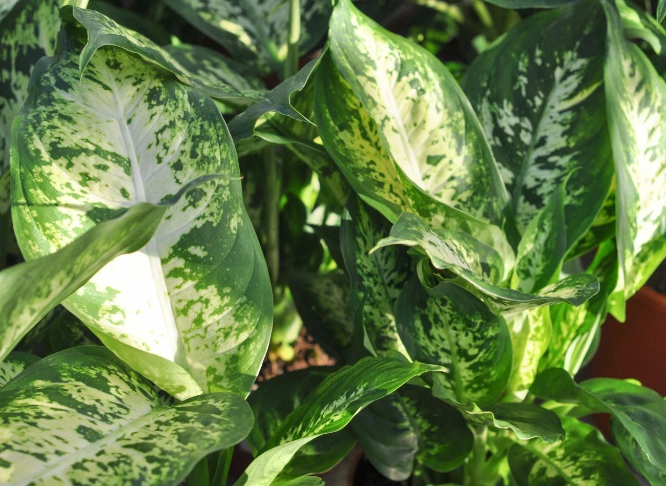 Difenbachia skutecznie oczyszcza powietrze z toksyn