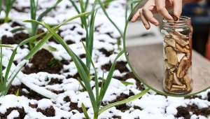 Niektóre odmiany czosnku i cebuli posadziliśmy jesienią. Co robić, jeśli wzeszły w zimie? Wyjaśniamy.