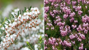 Wrzosiec krwisty to zimozielona krzewinka, która kwitnie zimą i na początku wiosny.