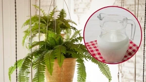 Doniczka z piękną i zadbaną paprotką domową ozdobi każde wnętrze.