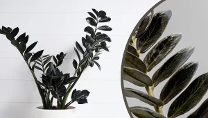 Zamiokulkas Raven wyróżnia się ciemnymi, niemal czarnymi liśćmi.