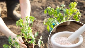 Zbieraj skorupki jaj przez całą zimę, aby wiosną wykorzystać je z korzyścią dla ogrodu.