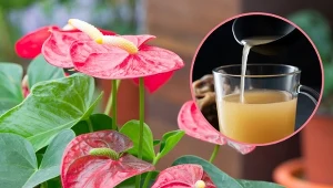 Zrób syrop z łupin orzechów włoskich, a twoje rośliny w mig wypuszczą pąki kwiatowe.