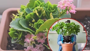 Kalanchoe nawozi się w okresie od maja do sierpnia około dwóch razy w miesiącu.