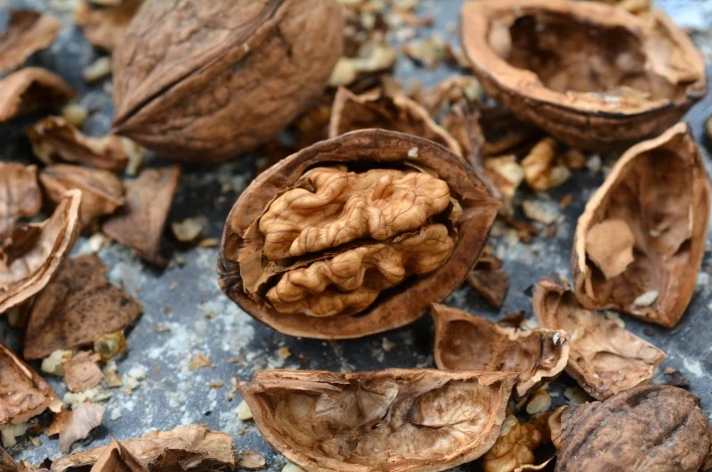 Łupiny orzechów włoskich mają mnóstwo cennych składników odżywczych