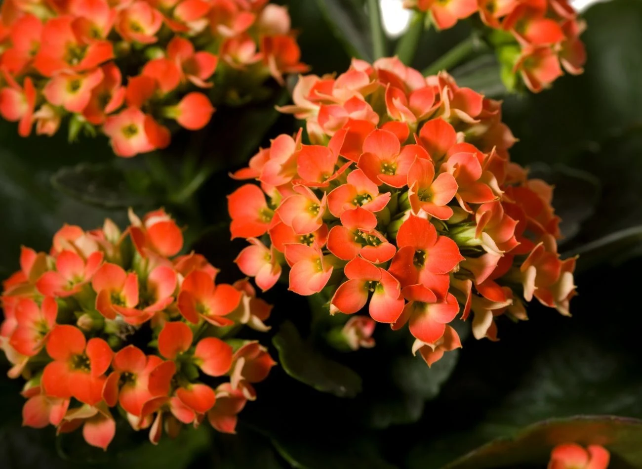 Kalanchoe wystarczy podlać raz w tygodniu