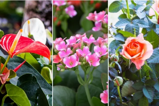 Oto lista dziesięciu najpiękniejszych roślin domowych kwitnących zimą