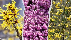 Kolorowy ogród w grudniu? Czemu nie. Zobacz, co kwitnie w zimie