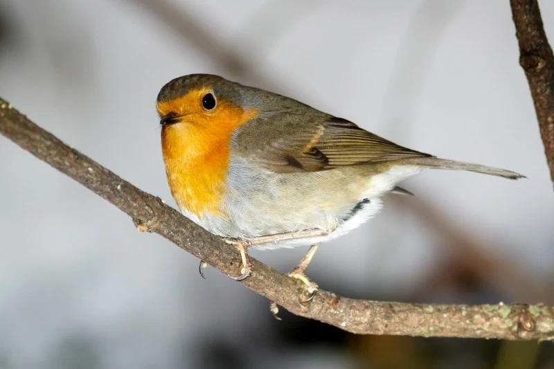 Rudzik charakteryzuje się rudoczerwoną plamą biegnącą od piersi na przód głowy