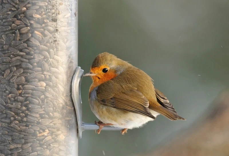 Rudziki potrzebują dużej ilości pożywienia, aby przetrwać zimę