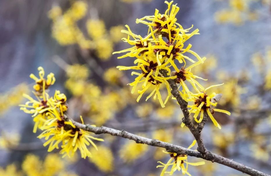 Oczar wirginijski jest nie tylko piękny, ale też pożyteczny