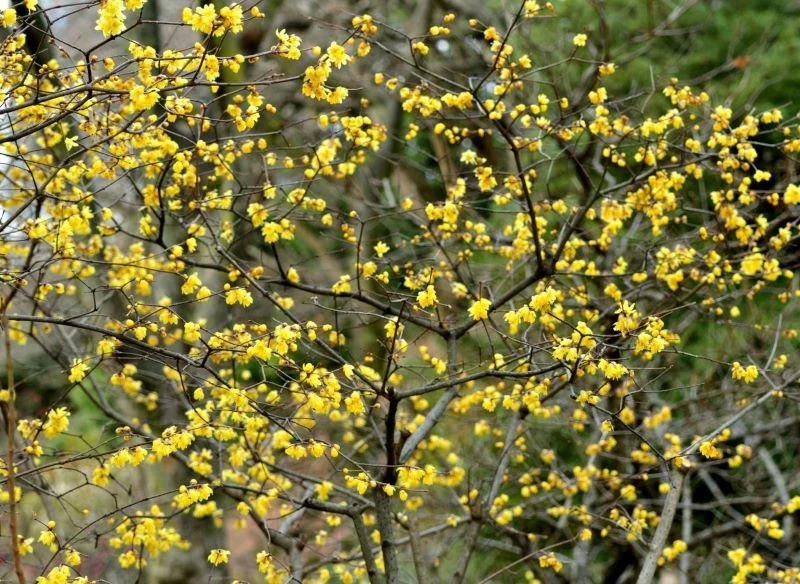 Zimokwiat zakwita równie wcześnie co popularne przebiśniegi