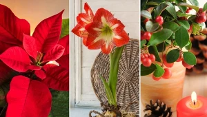 Świąteczne kwiaty doniczkowe to stylowe uzupełnienie wystroju wnętrza.