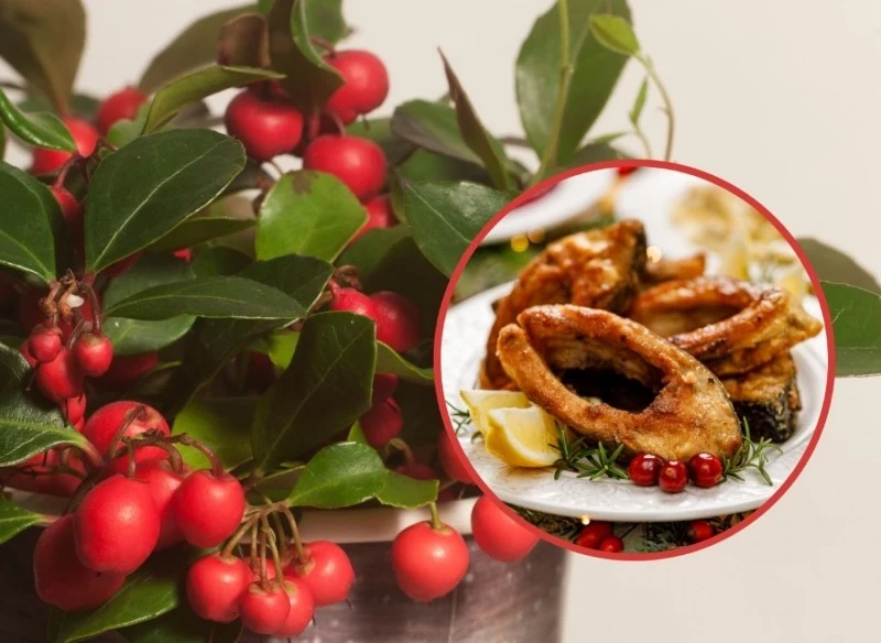 Golteria w doniczce może pięknie ozdobić mieszkanie w okresie Świąt Bożego Narodzenia