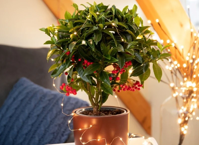 Ardizja to roślina, która może stać się piękną, świąteczną dekoracją
