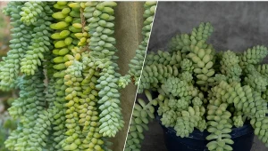 Sedum burrito szybko się rozrasta, tworząc z czasem długie warkocze z ozdobnymi liśćmi.