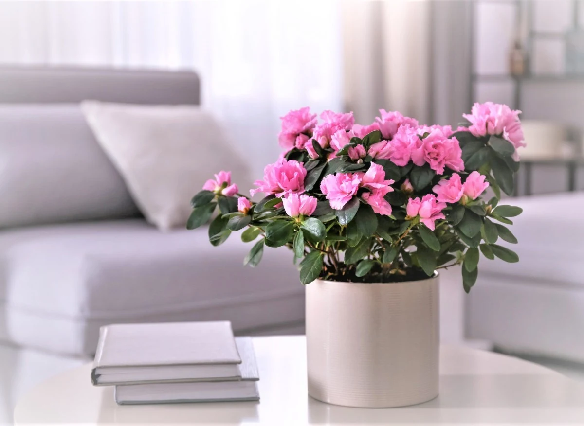 Azalia indyjska (Rhododendron simsii) to roślina ceniona za swoje piękne kwiaty