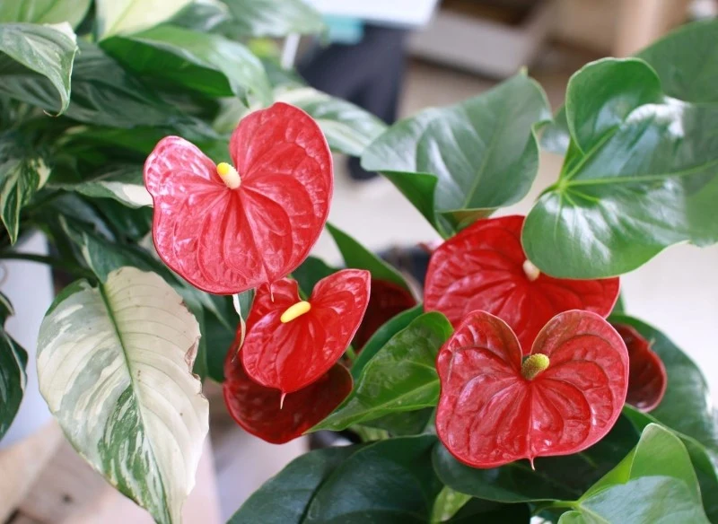 Najlepszym stanowiskiem dla anturium jest miejsce z rozproszonym światłem