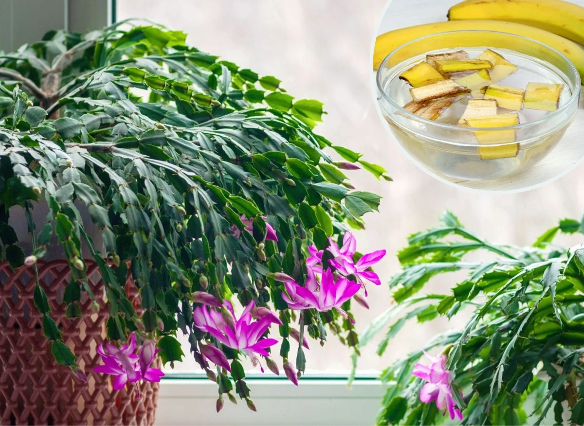 Dzięki tej mieszance, grudnik obsypie się kwiatami