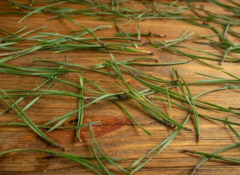 Choinkowe igły są źródłem prozdrowotnych związków